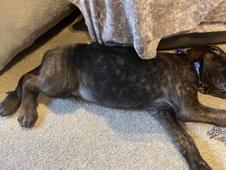 Rottweiler puppies for sale in Westcliff-on-Sea, Essex – 10 weeks old - Image 4 of 6