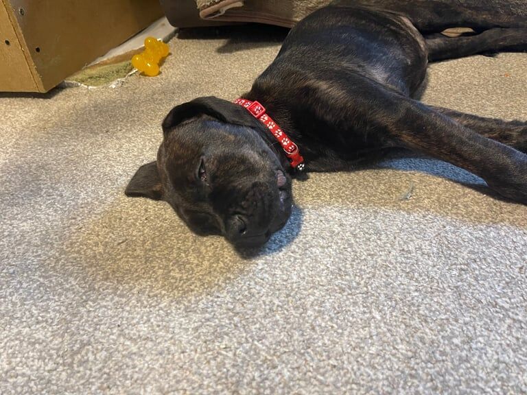 Rottweiler puppies for sale in Westcliff-on-Sea, Essex – 10 weeks old - Image 5 of 6