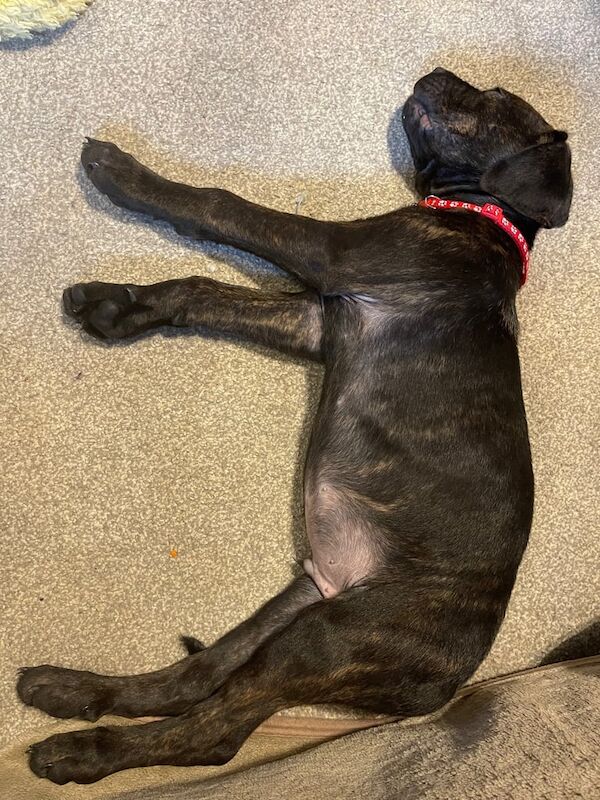 Rottweiler puppies for sale in Westcliff-on-Sea, Essex – 10 weeks old - Image 6 of 6