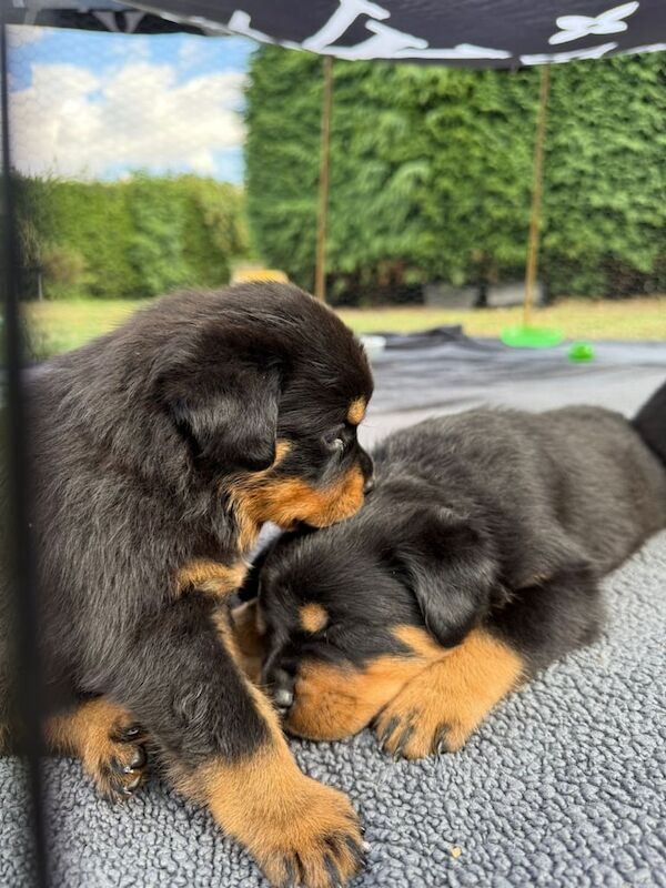 Rottweiler puppies for sale in Gainsborough, Lincolnshire – KC registered, 5 weeks old