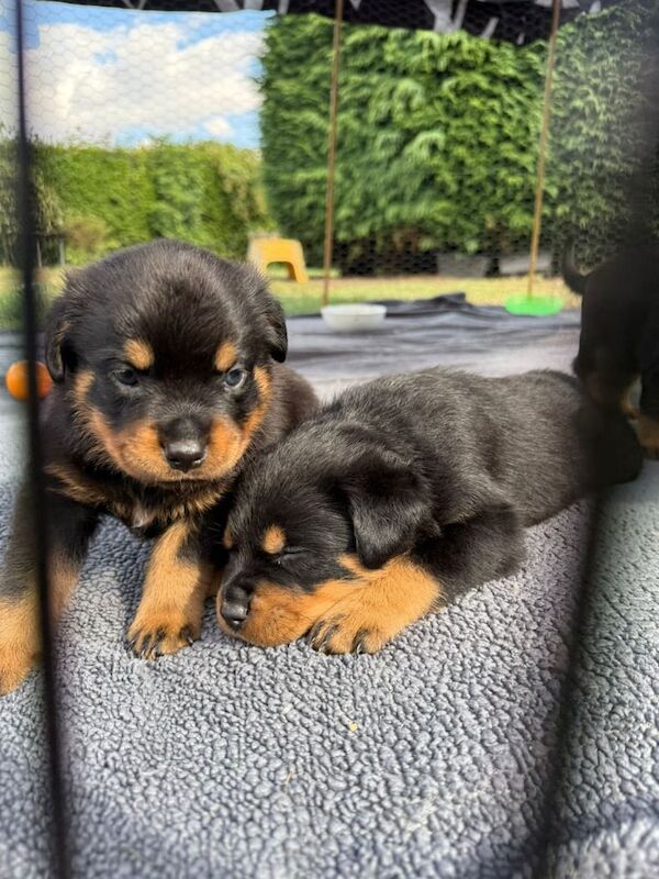 Rottweiler puppies for sale in Gainsborough, Lincolnshire – KC registered, 5 weeks old - Image 2 of 3