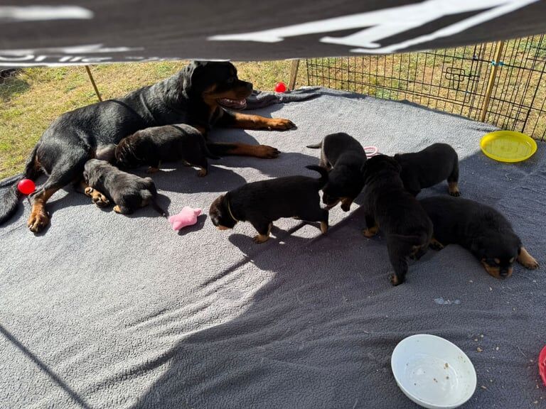 Rottweiler puppies for sale in Gainsborough, Lincolnshire – KC registered, 5 weeks old - Image 3 of 3