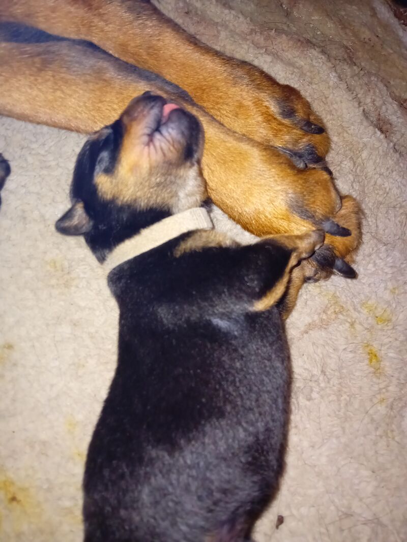 Pure Bred 4th Generation Chunky Rottweiler Puppies For Sale in