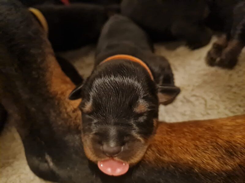 Pure Bred 4th Generation Chunky Rottweiler Puppies For Sale in
