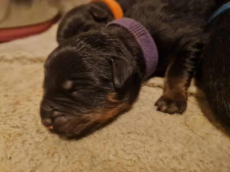 Pure Bred 4th Generation Chunky Rottweiler Puppies For Sale in