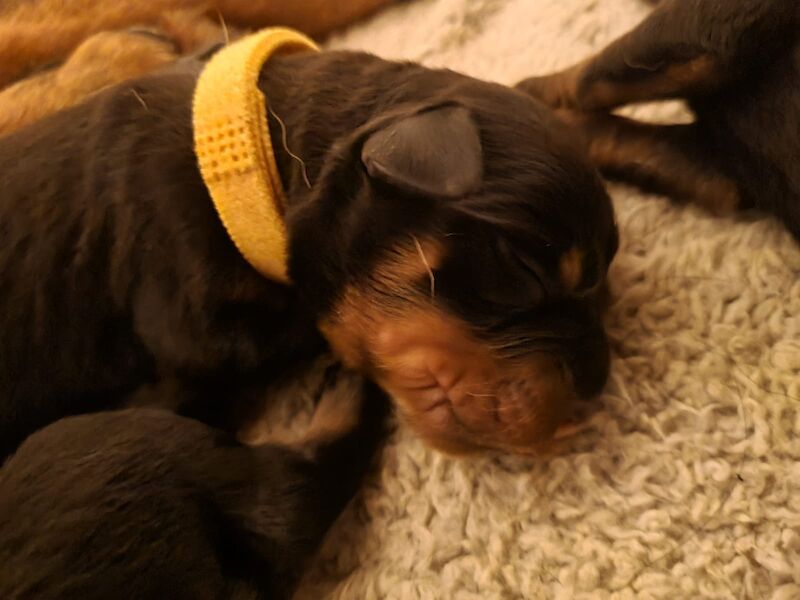 Pure Bred 4th Generation Chunky Rottweiler Puppies For Sale in