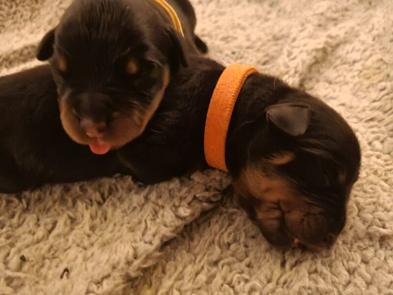 Pure Bred 4th Generation Chunky Rottweiler Puppies For Sale in