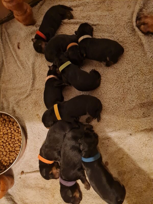 Pure Bred 4th Generation Chunky Rottweiler Puppies For Sale in