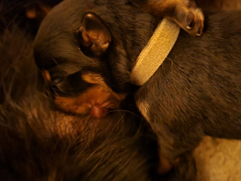 Pure Bred 4th Generation Chunky Rottweiler Puppies For Sale in