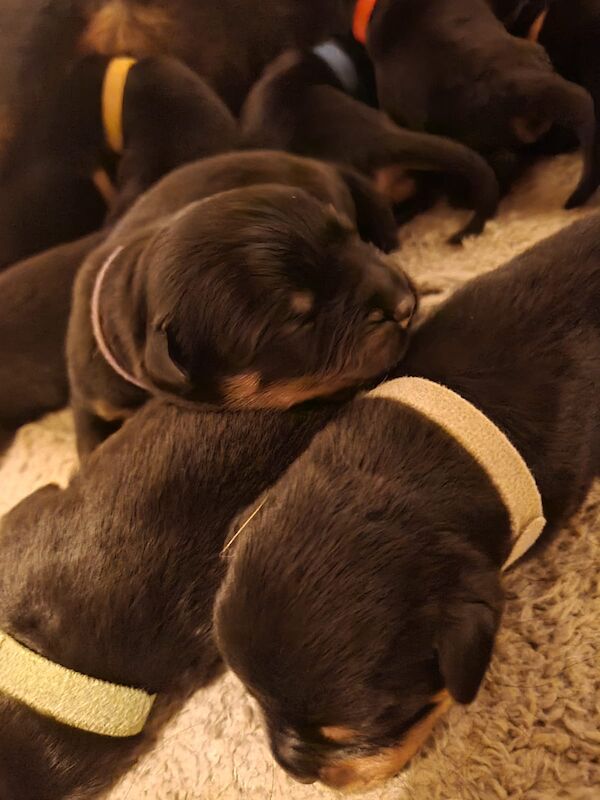 Pure Bred 4th Generation Chunky Rottweiler Puppies For Sale in