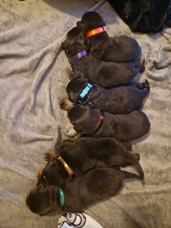 Pure Bred 4th Generation Chunky Rottweiler Puppies For Sale in