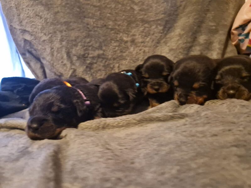 Pure Bred 4th Generation Chunky Rottweiler Puppies For Sale in
