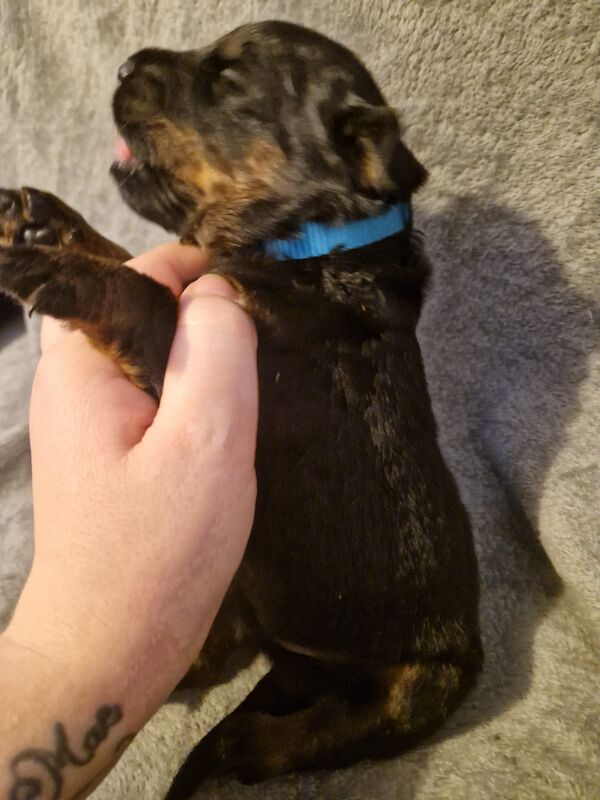 Pure Bred 4th Generation Chunky Rottweiler Puppies For Sale in