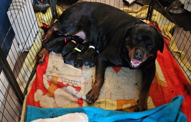 Pure Bred Rottweiler Puppies