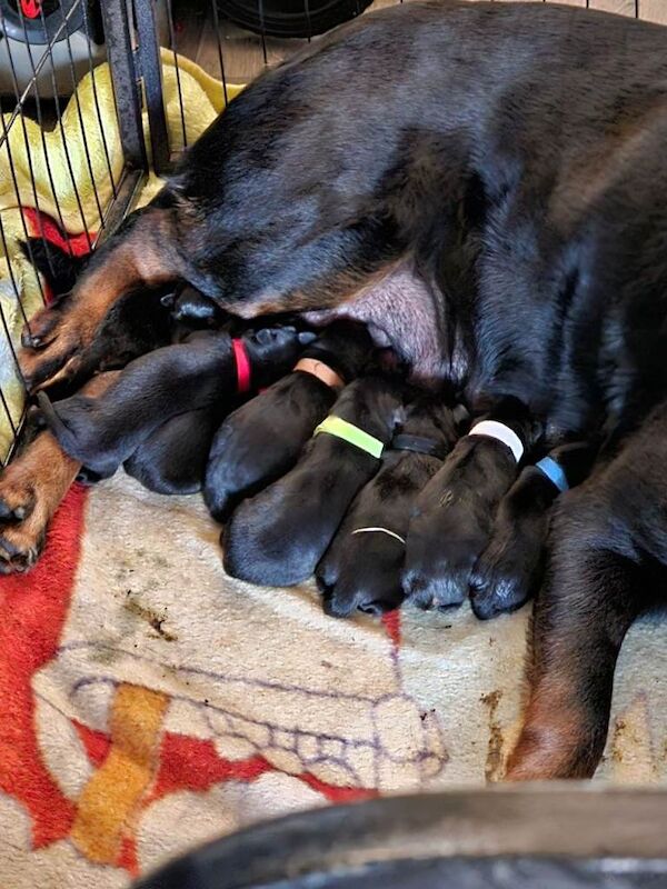 Pure Bred Rottweiler Puppies - Image 2 of 6