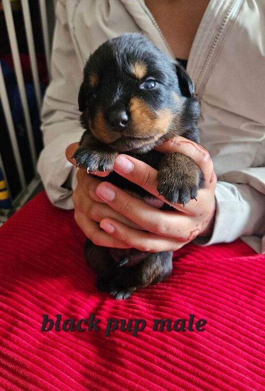 Pure Bred Rottweiler Puppies - Image 3 of 6