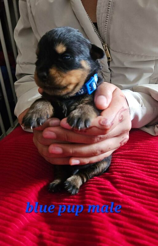 Pure Bred Rottweiler Puppies - Image 4 of 6