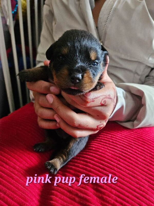 Pure Bred Rottweiler Puppies - Image 5 of 6