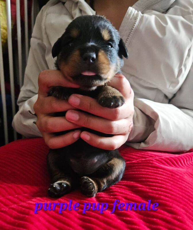Pure Bred Rottweiler Puppies - Image 6 of 6