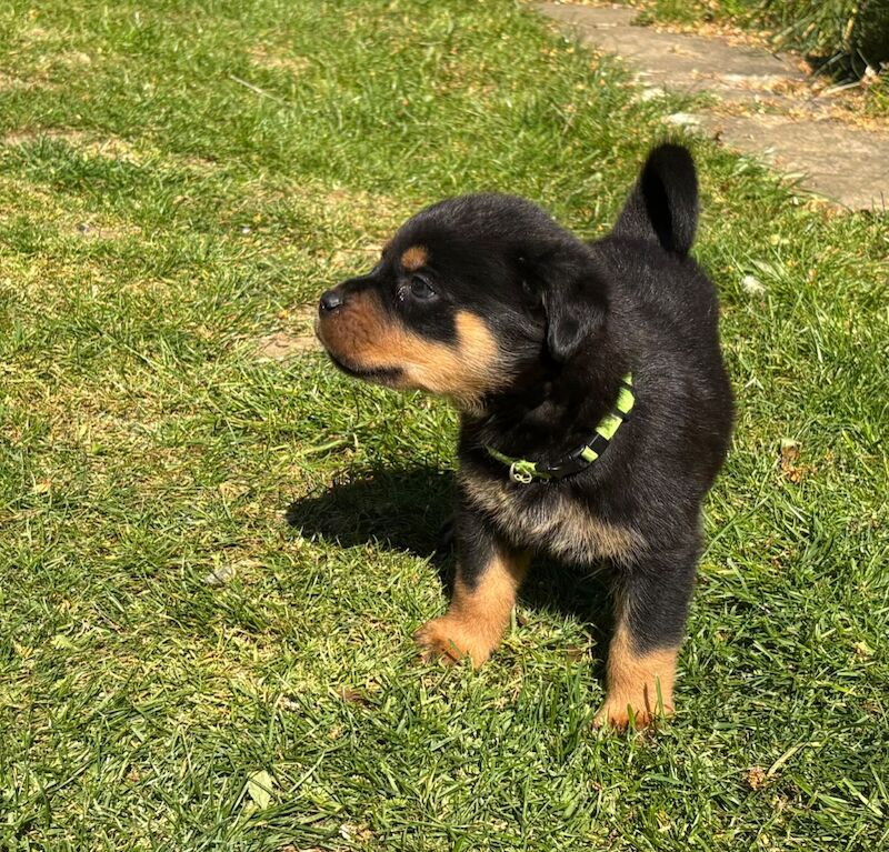 Pure Bred Rottweiler puppies handled by children for sale in Oakham, Rutland