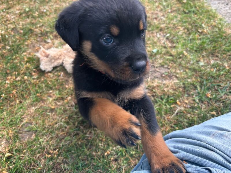 Pure Bred Rottweiler puppies handled by children for sale in Oakham, Rutland | Image 2