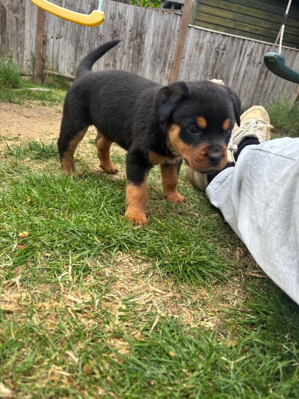 Pure Bred Rottweiler puppies handled by children for sale in Oakham, Rutland | Image 3