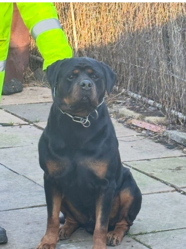 Pure Bred Rottweiler puppies handled by children for sale in Oakham, Rutland | Image 4