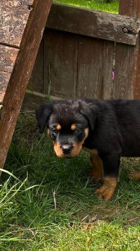 Pure Bred Rottweiler puppies handled by children for sale in Oakham, Rutland