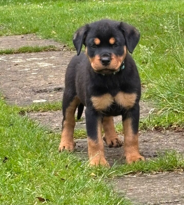 Pure Bred Rottweiler puppies handled by children for sale in Oakham, Rutland | Image 2