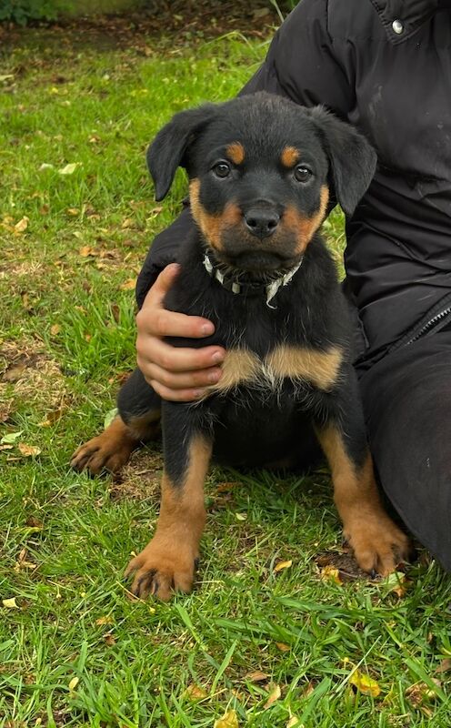 Pure Bred Rottweiler puppies handled by children for sale in Oakham, Rutland | Image 3