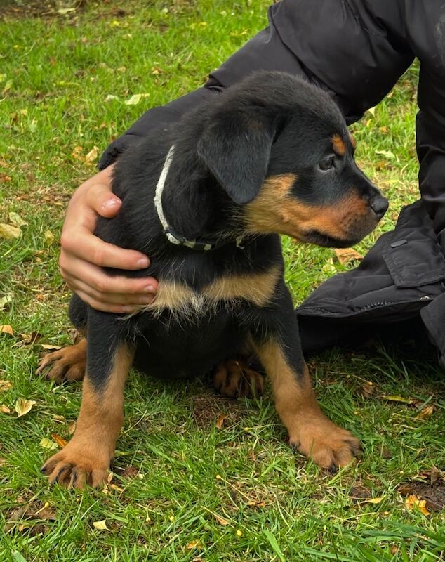 Pure Bred Rottweiler puppies handled by children for sale in Oakham, Rutland | Image 4