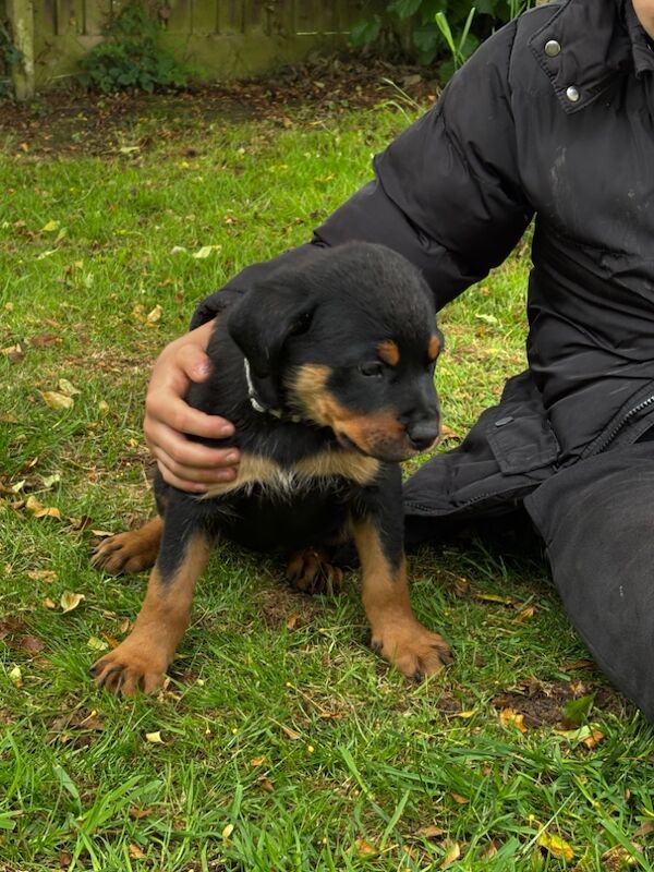 Pure Bred Rottweiler puppies handled by children for sale in Oakham, Rutland | Image 4