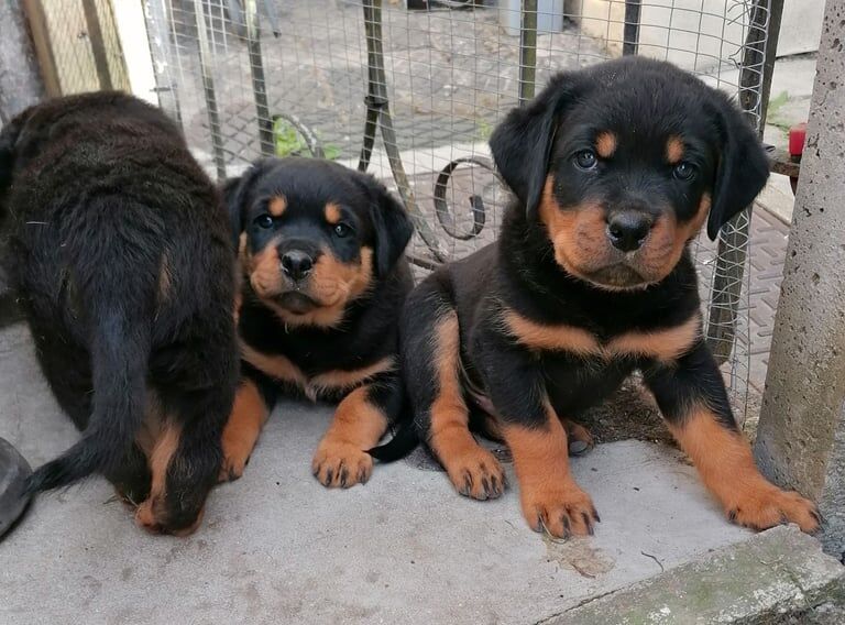 Pure breed Rottweiler puppies ready to rehome for sale in Luton, Bedfordshire