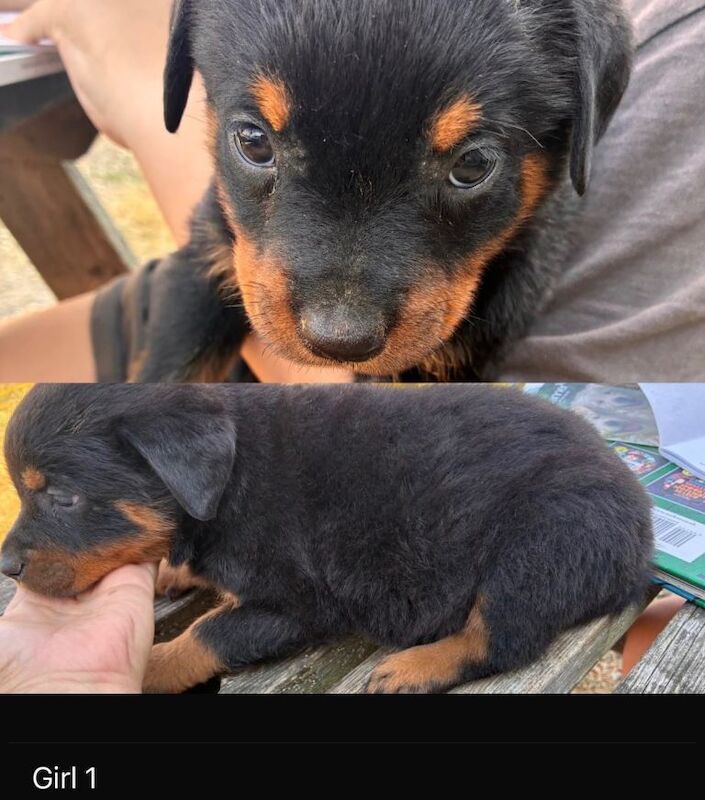 Pure Rottweiler puppys - Image 2 of 5