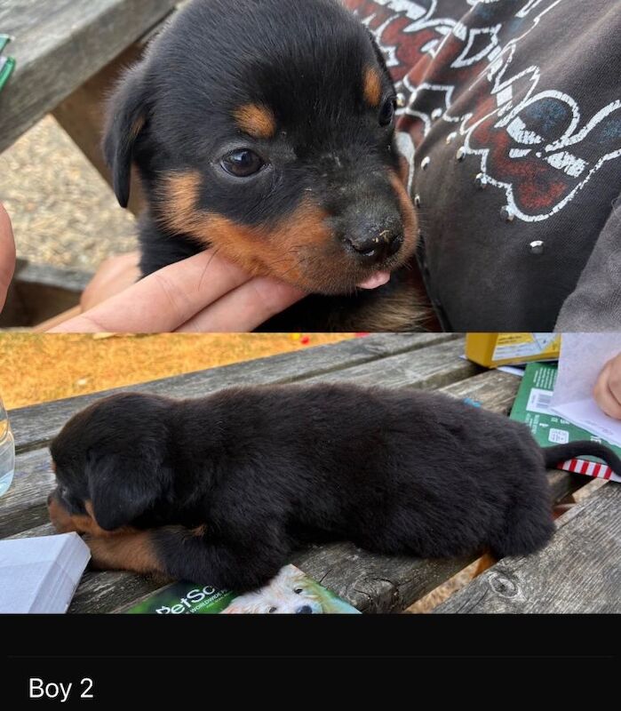 Pure Rottweiler puppys - Image 3 of 5