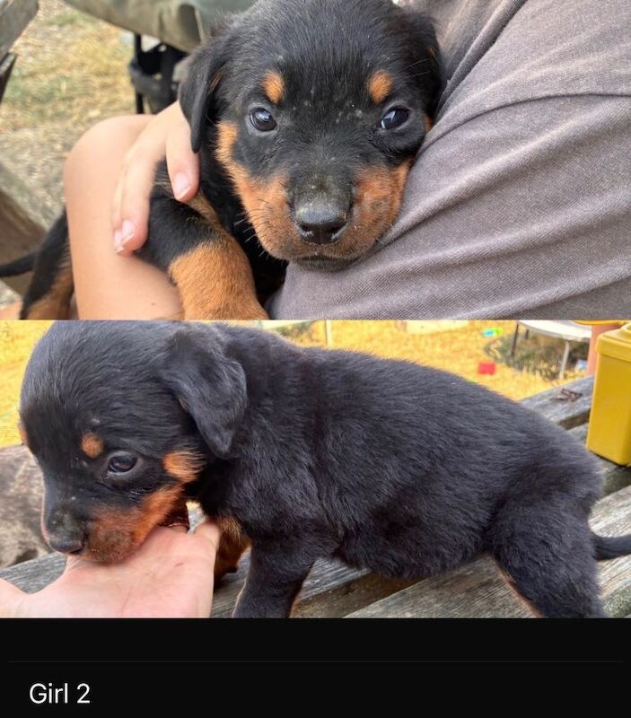 Pure Rottweiler puppys - Image 4 of 5