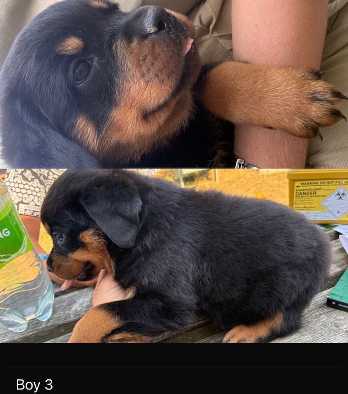 Pure Rottweiler puppys - Image 5 of 5