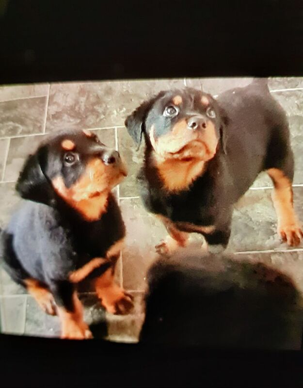 Pure rotty pups for sale in Bradford, West Yorkshire | Image 2