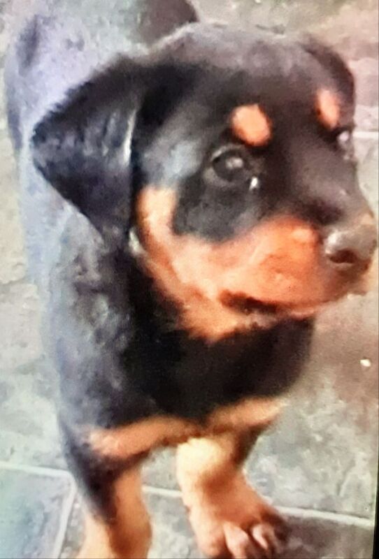 Pure rotty pups for sale in Bradford, West Yorkshire | Image 3