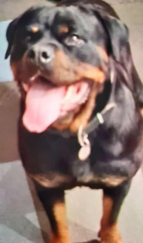 Pure rotty pups for sale in Bradford, West Yorkshire | Image 4