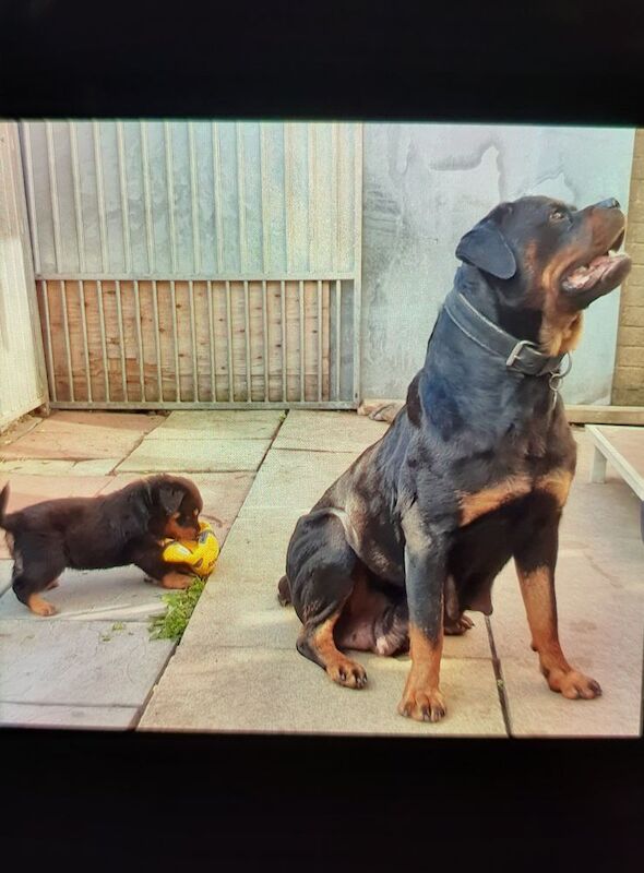 Rottweiler puppies for sale in Bradford, West Yorkshire – 1 year old - Image 5 of 8