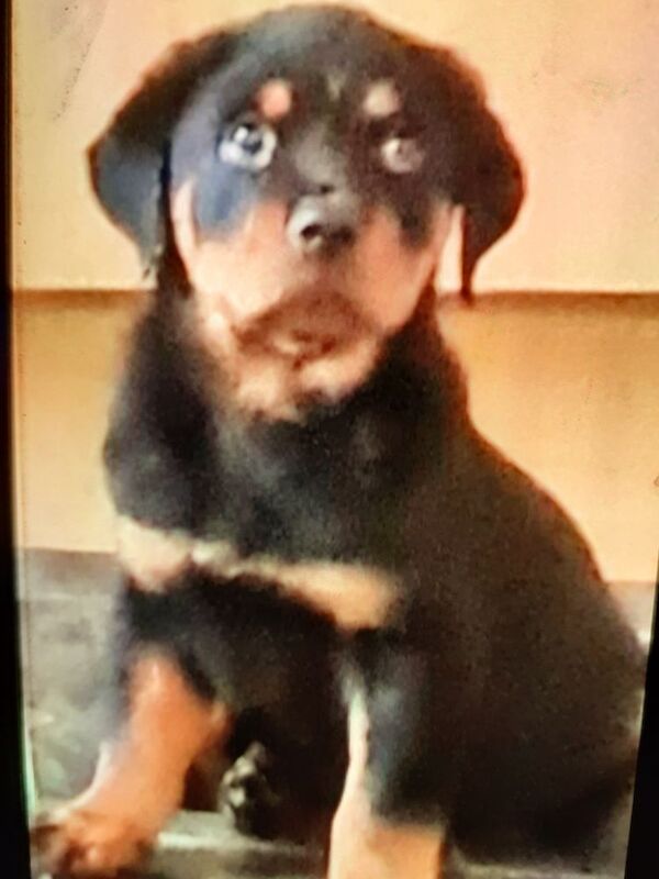 Rottweiler puppies for sale in Bradford, West Yorkshire – 1 year old - Image 6 of 8