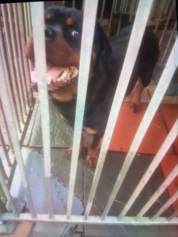 Rottweiler puppies for sale in Bradford, West Yorkshire – 1 year old - Image 8 of 8