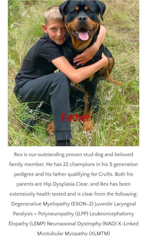 Rottweiler Puppies For Sale