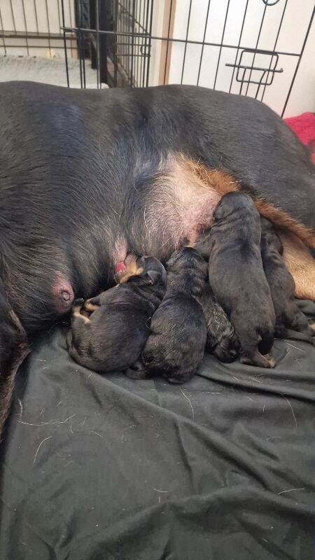 Purebred Rottweiler puppies - Image 3 of 6