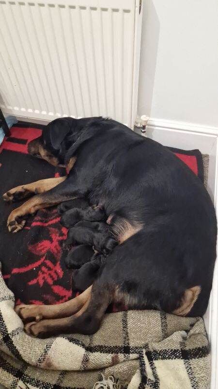 Purebred Rottweiler puppies - Image 4 of 6