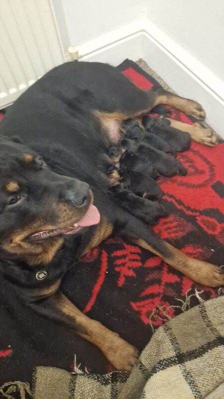 Purebred Rottweiler puppies - Image 5 of 6