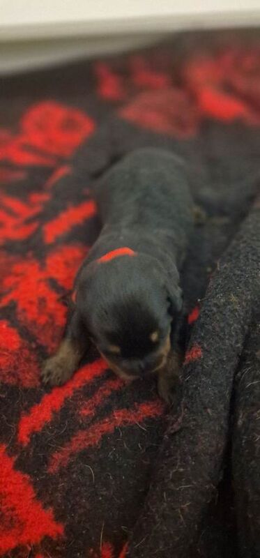 Purebred Rottweiler puppies - Image 6 of 6
