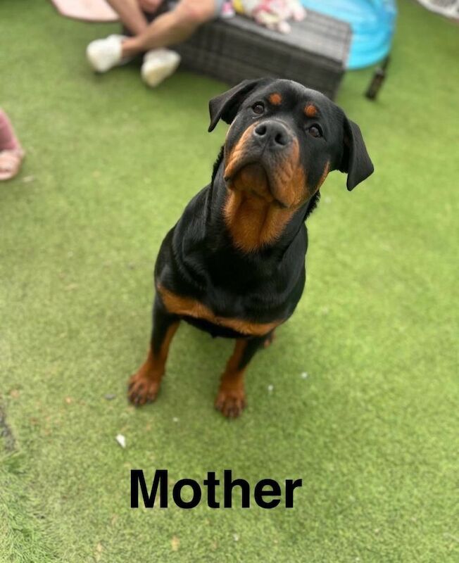 Rottweiler puppies for sale in Heathrow, London – 5 weeks old