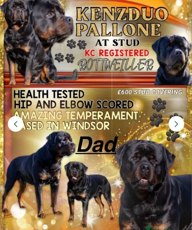 Rottweiler puppies for sale in Heathrow, London – 10 weeks old - Image 2 of 6